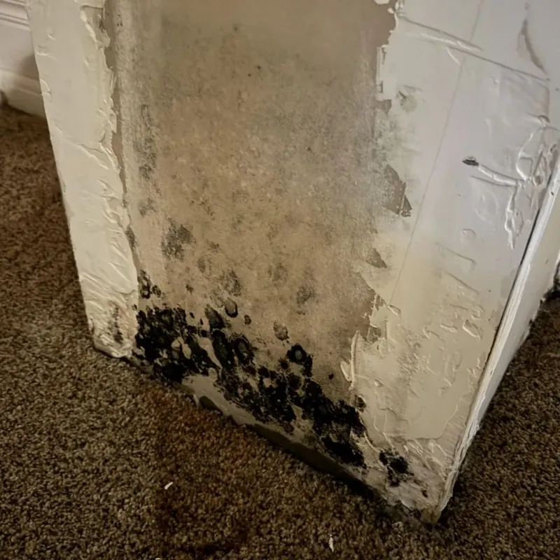 Professional Mold Removal in Fannett, TX